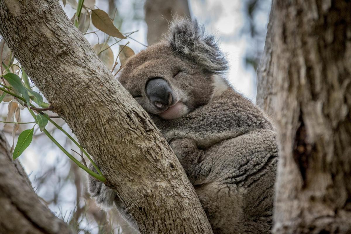 ein Koala schläft in einem Baum