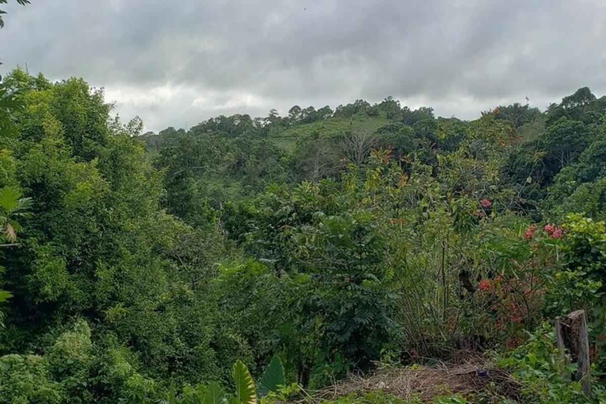 a forest filled with lots of trees and bushes