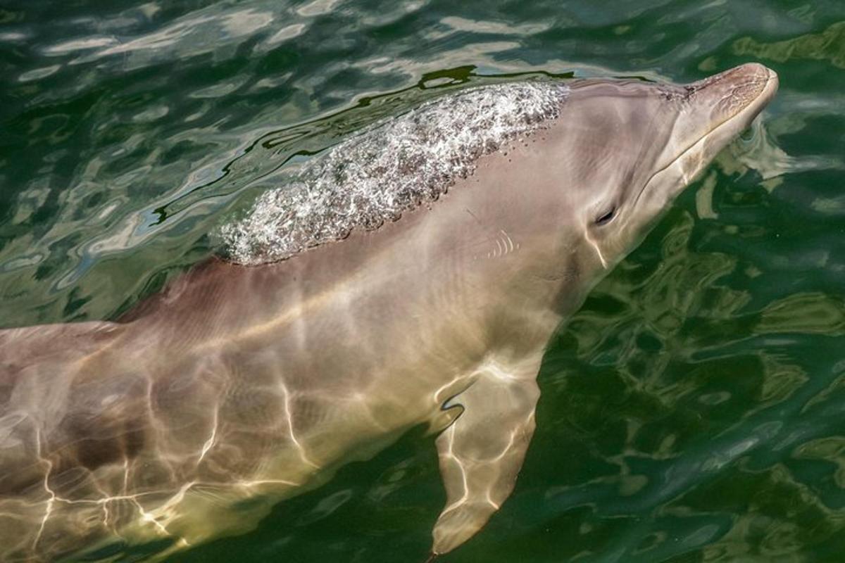 a dolphin is swimming in the water