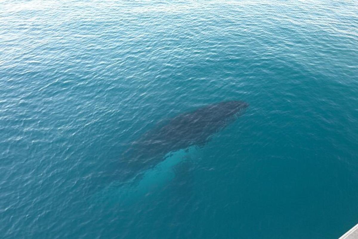 a shark swimming in the water