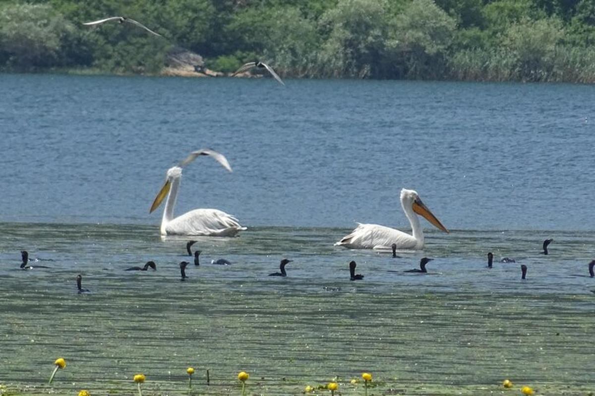un gruppo di pellicani che nuotano in uno specchio d'acqua