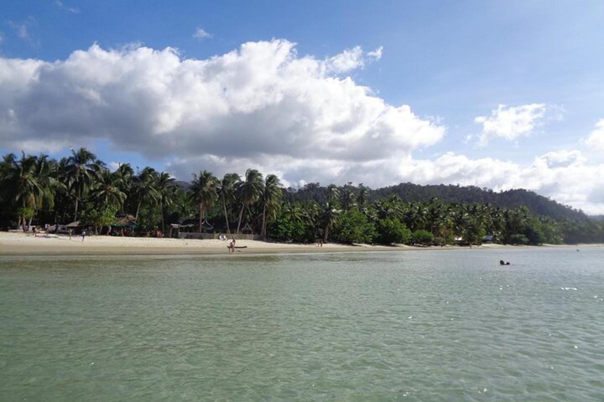 a beach with a bunch of palm trees and the water