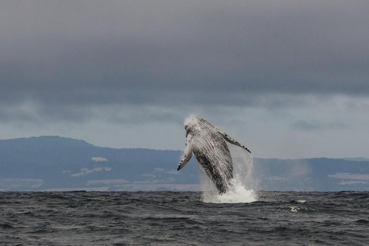 a dolphin jumping out of the water in the ocean