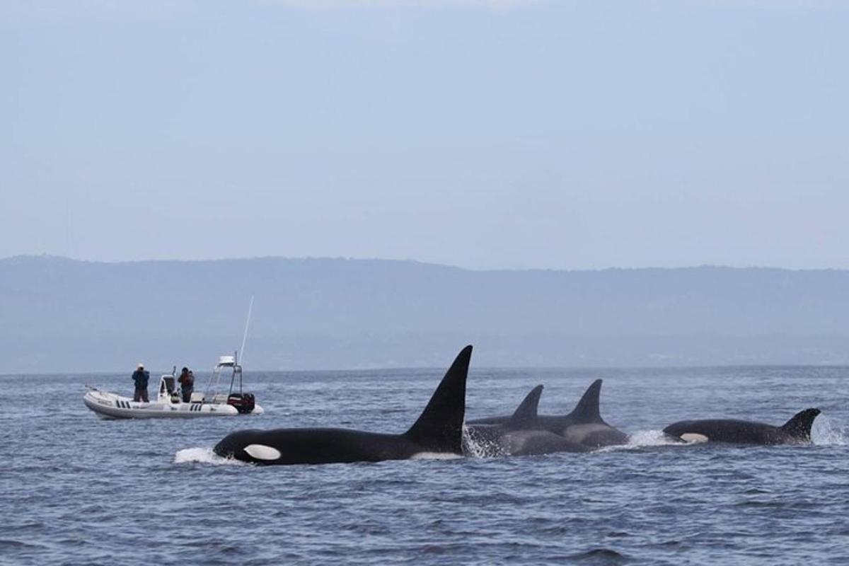 a group of three killer whales in the ocean with a boat