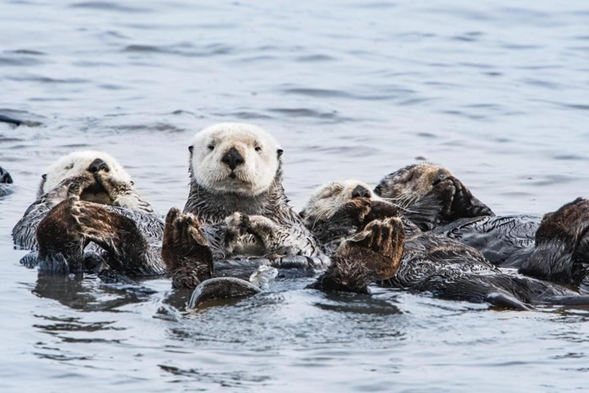 a polar bear and a group of ducks in the water