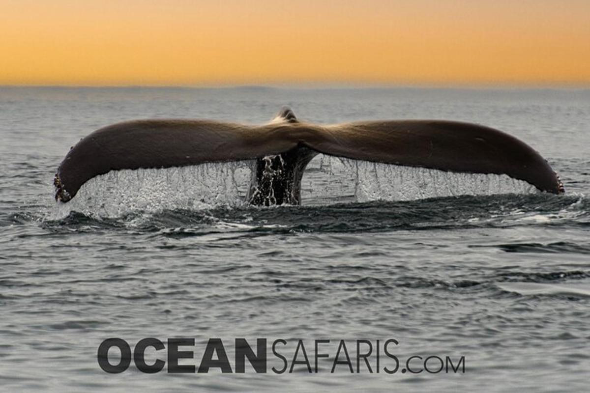 a dolphin swimming in the ocean with its tail extended