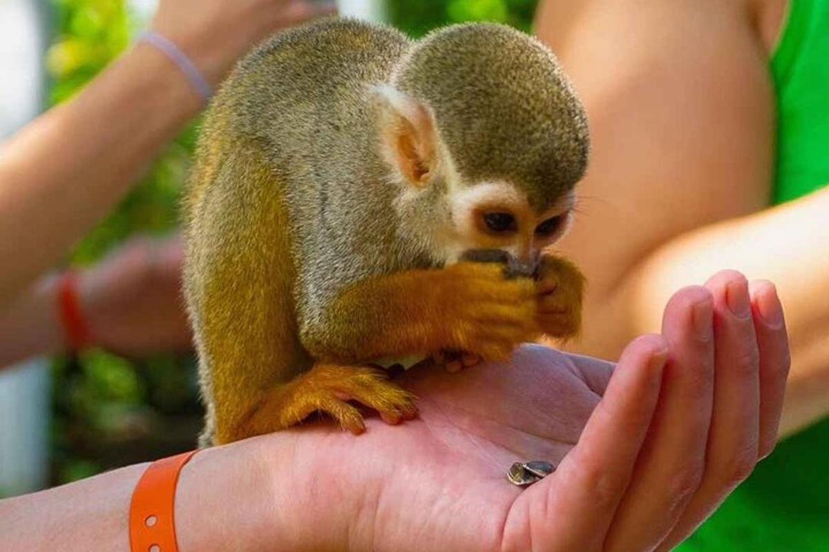 a small squirrel sitting on a persons hand