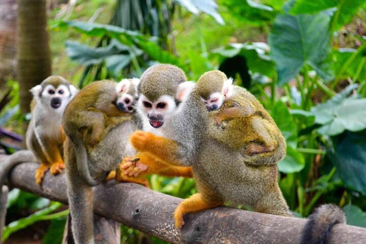 a group of monkeys sitting on a tree branch