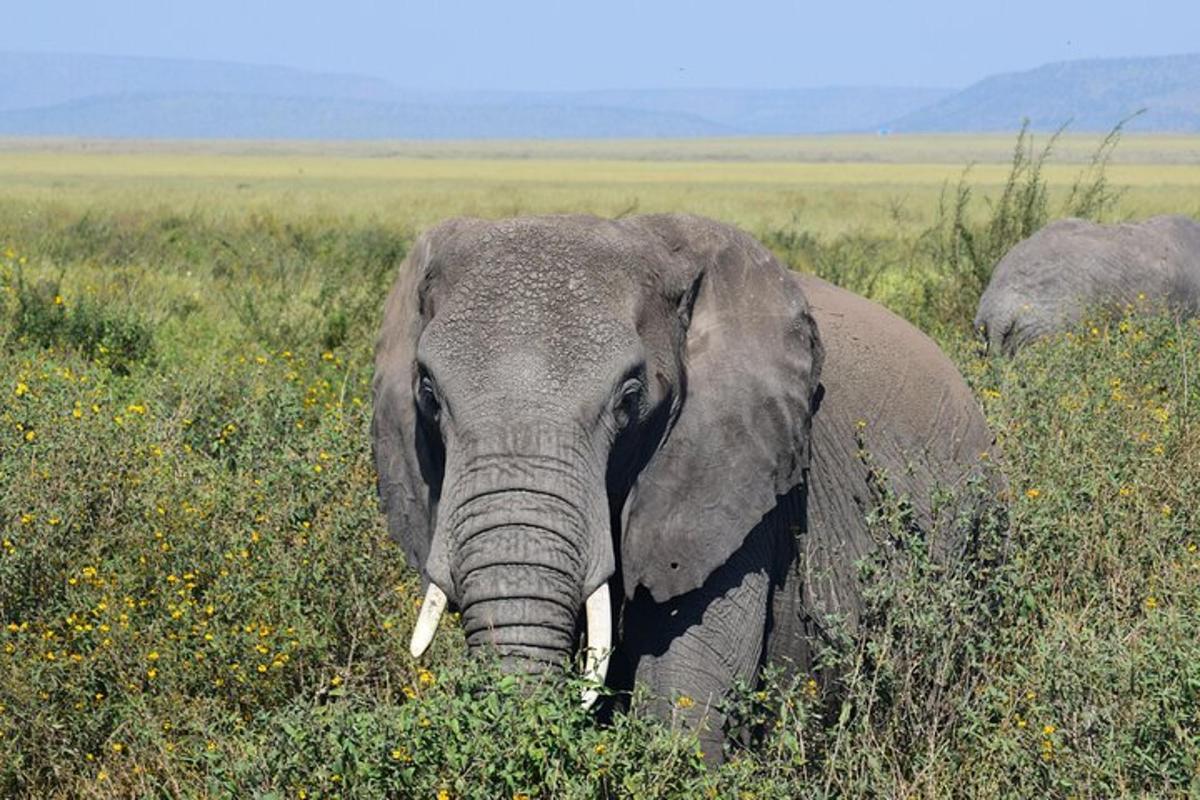 un elefant stând într-un câmp cu iarbă