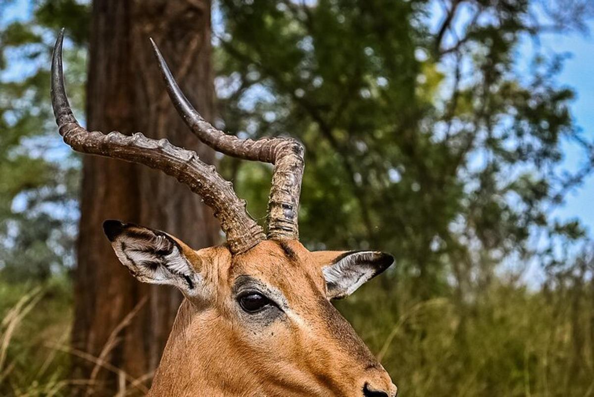 a gazelle with horns standing in the woods
