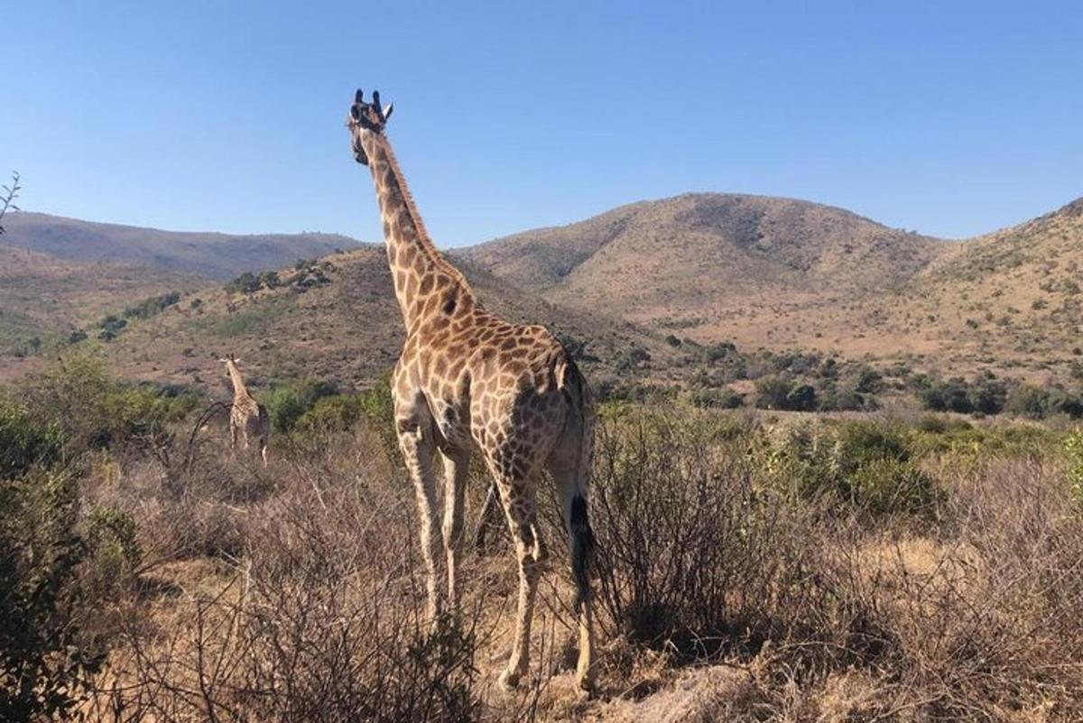 a giraffe standing in the middle of a field