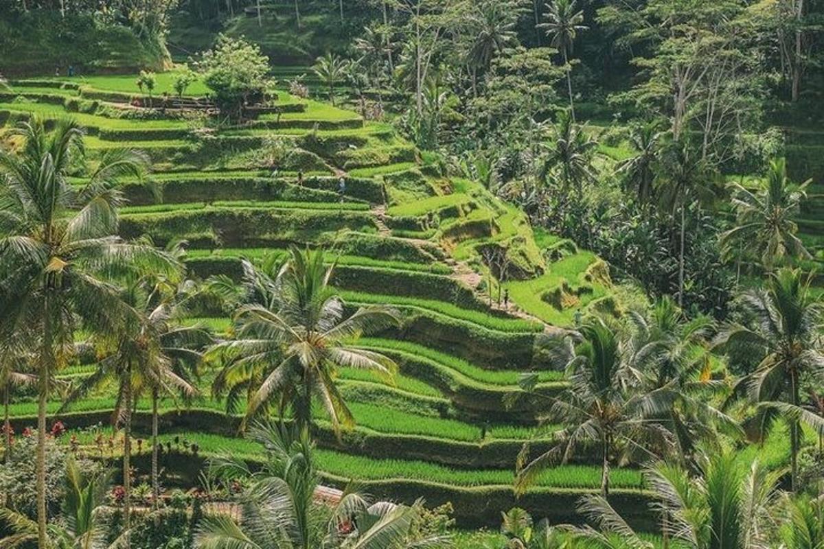 una lussureggiante collina verde con palme