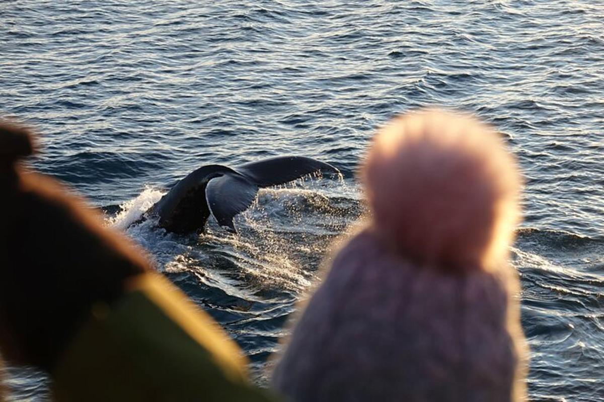 a group of people watching a dolphin in the water