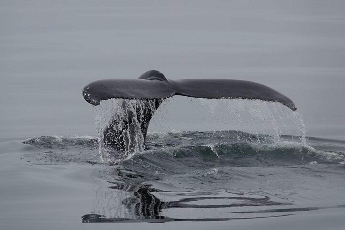 a dolphin is standing in the water