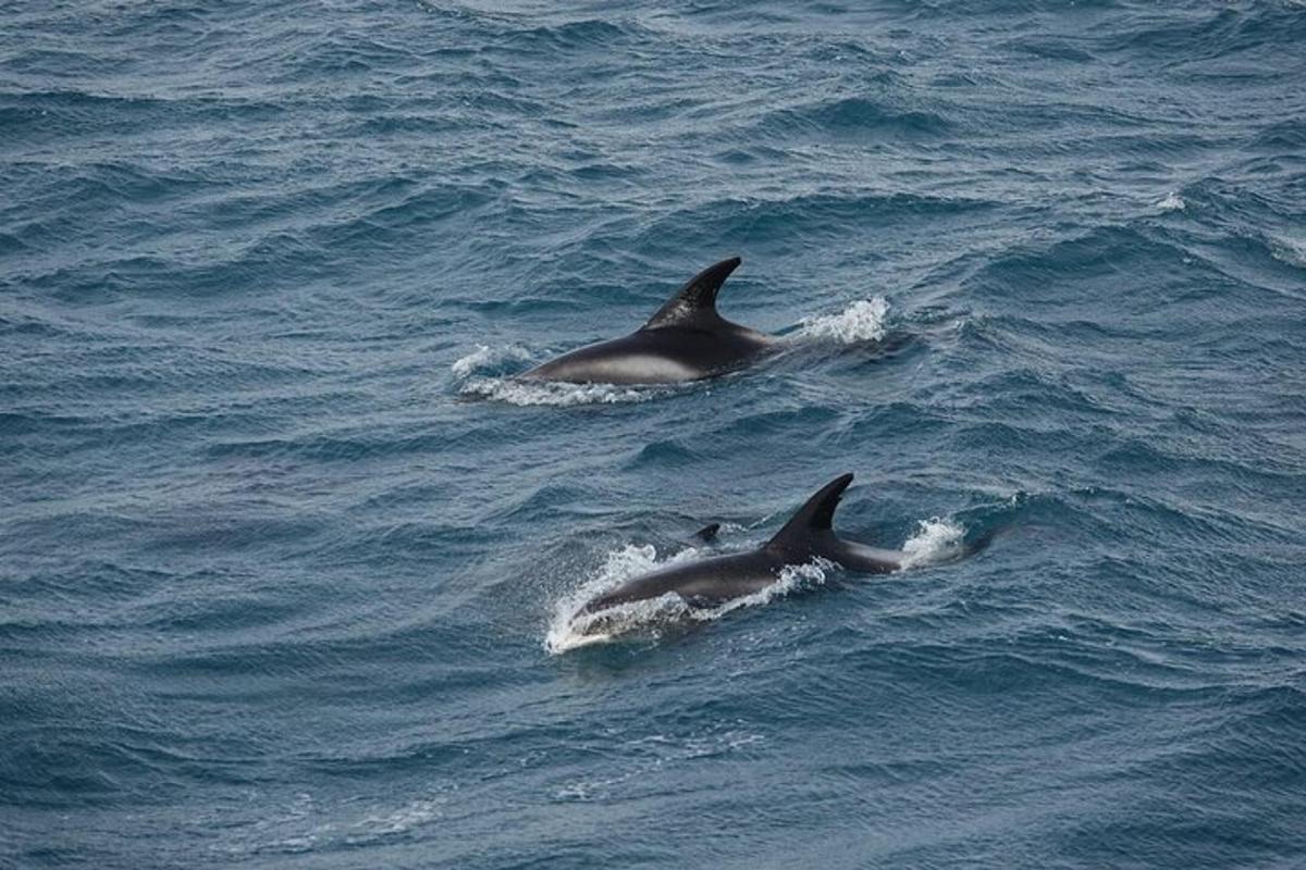 a pair of dolphins swimming in the water