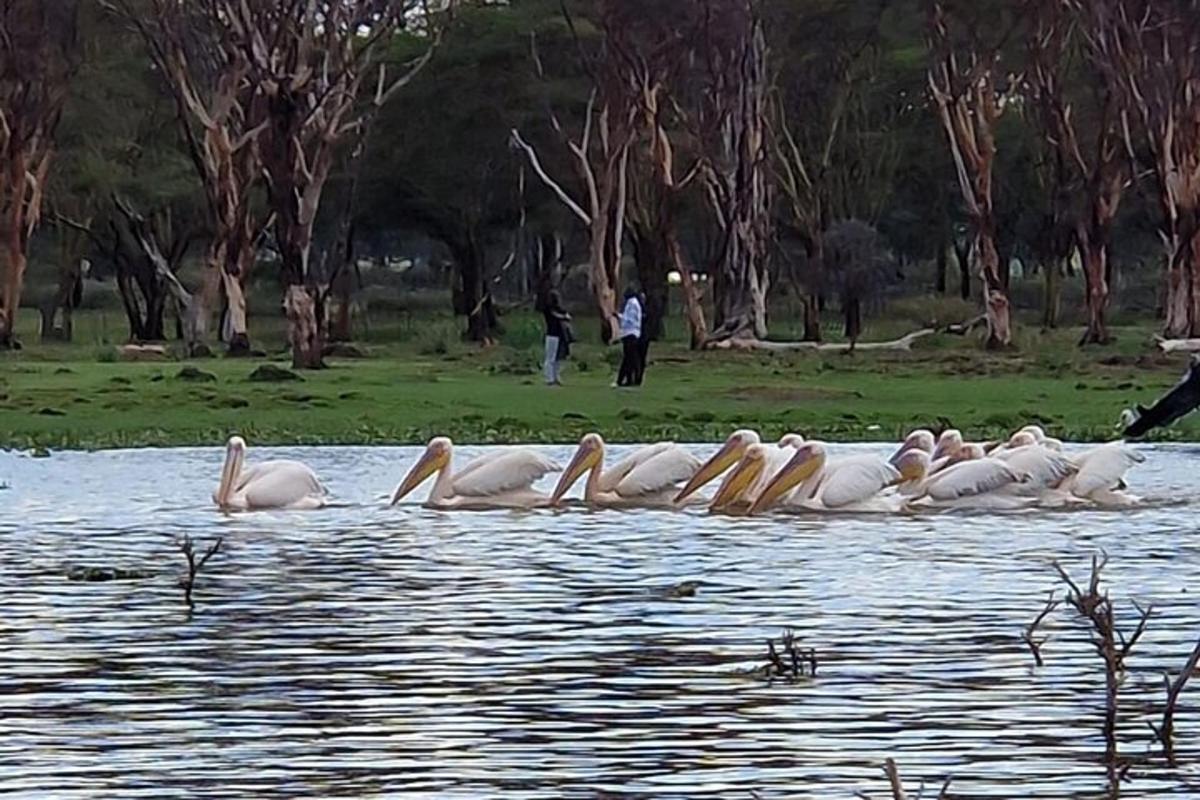 sekumpulan burung putih berenang di dalam air