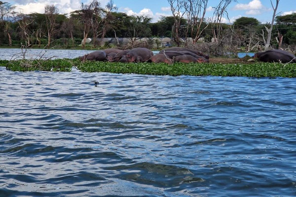una mandria di elefanti su un'isola nell'acqua