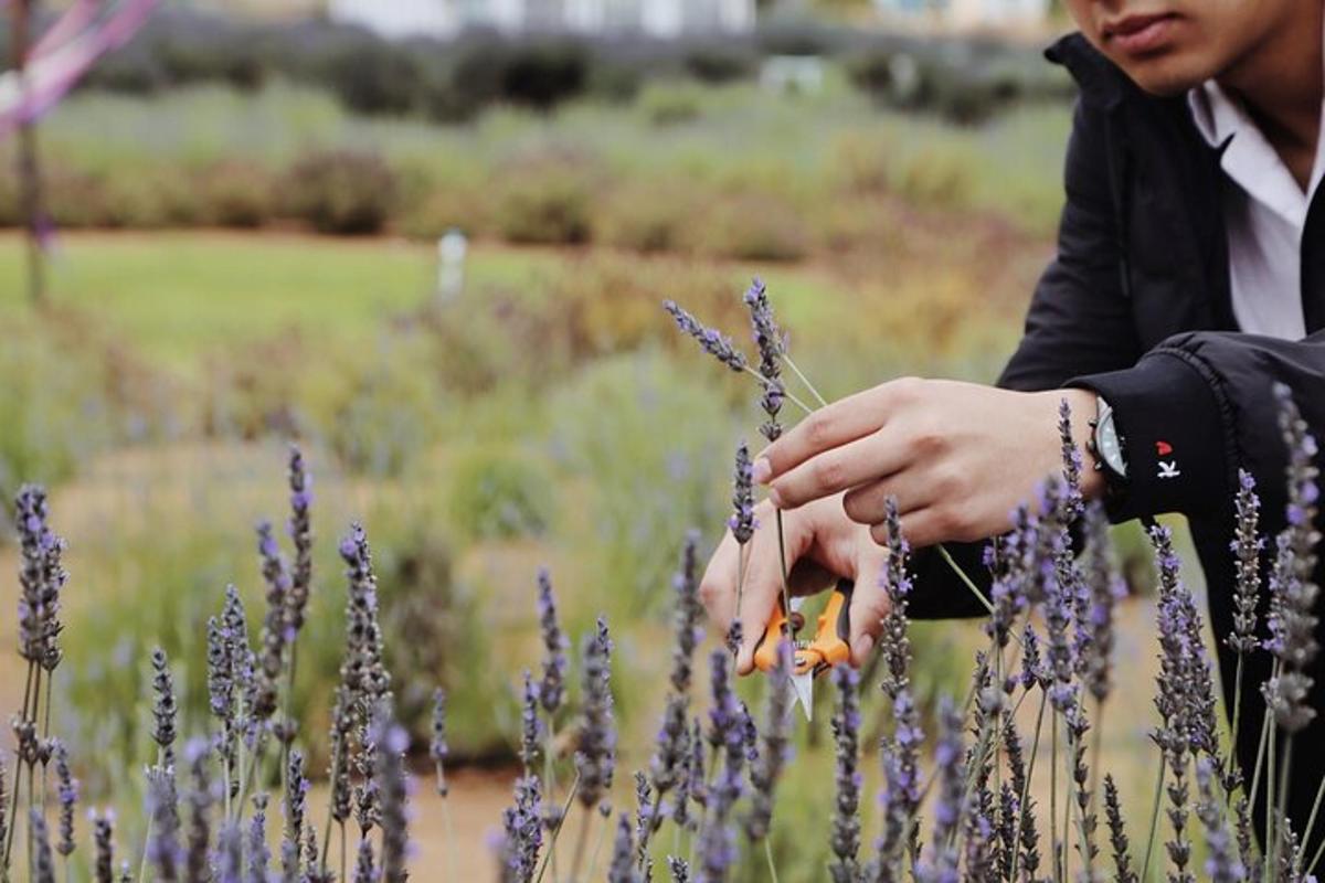 a woman holding a carrot in front of a bunch of lavender