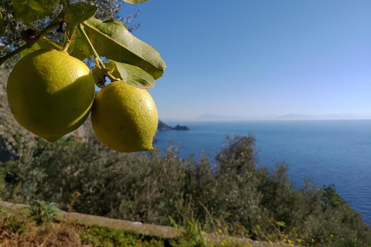 um cacho de frutas pendurado em uma árvore perto do oceano