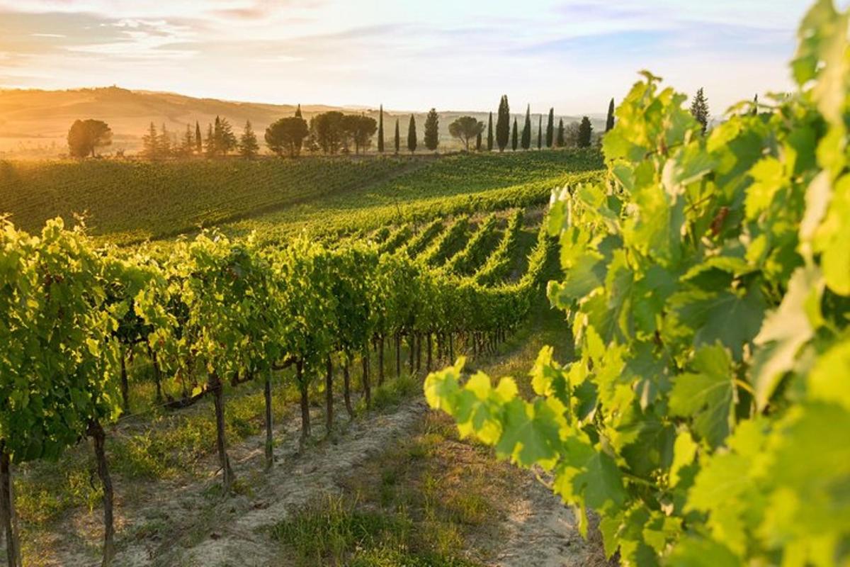 un vigneto in mezzo a un campo d'uva
