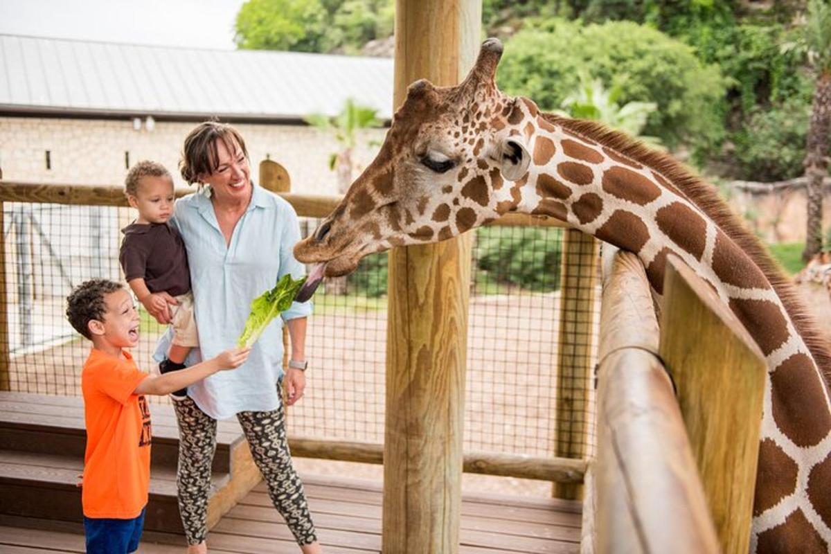 eine Frau und zwei Kinder füttern eine Giraffe