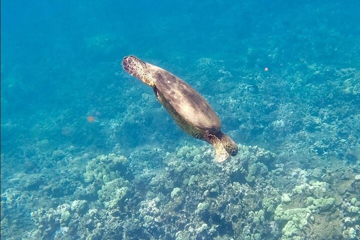ウミガメが水中で泳いでいる