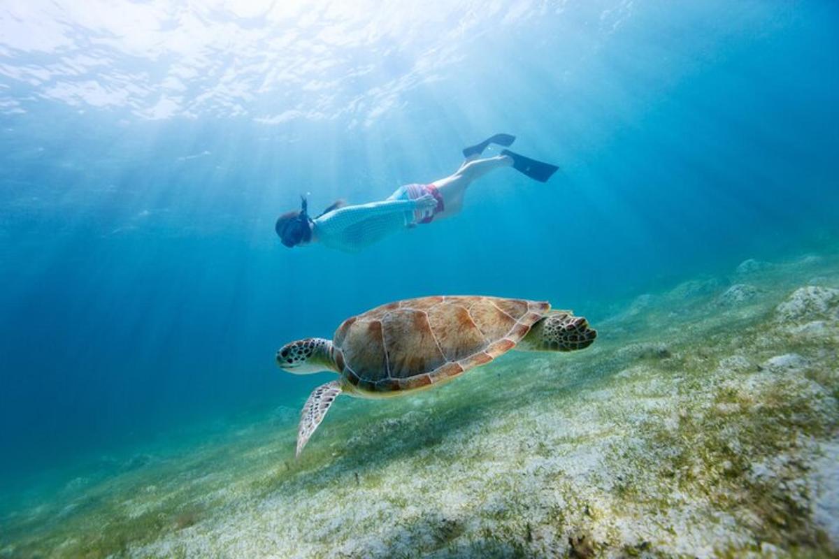 una persona che nuota accanto a una tartaruga nell'oceano