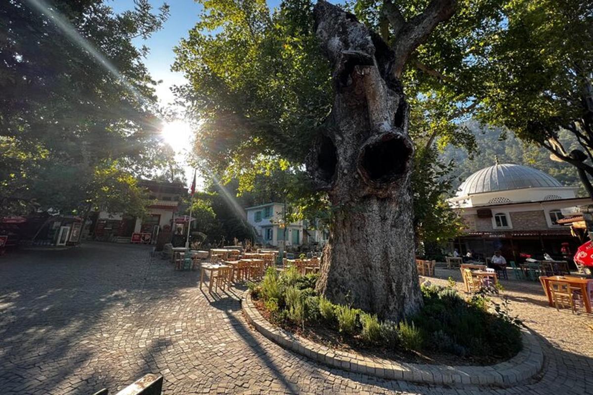 un albero in un parco con tavoli e sedie