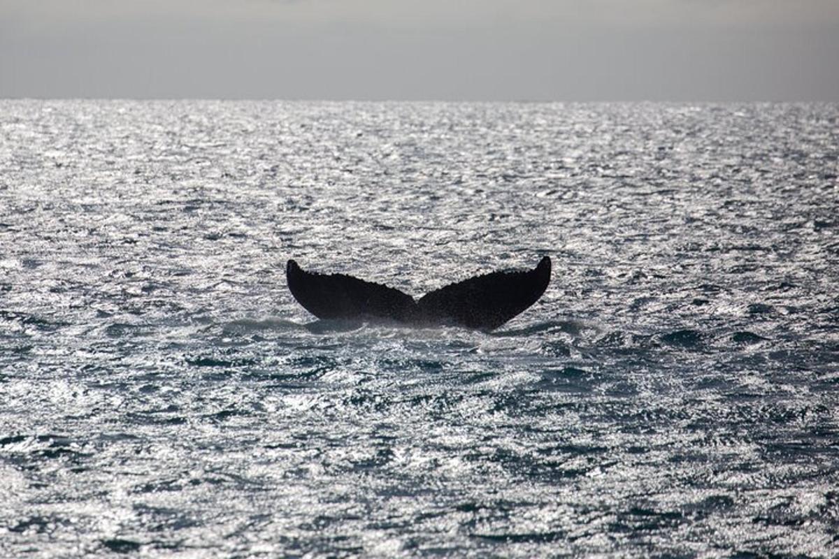 海の真ん中にあるクジラの尾