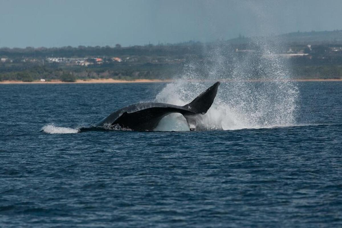 en delfin i vannet med åpen munn