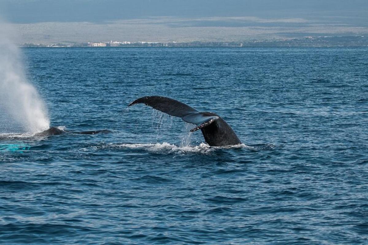 pár delfin a vízben