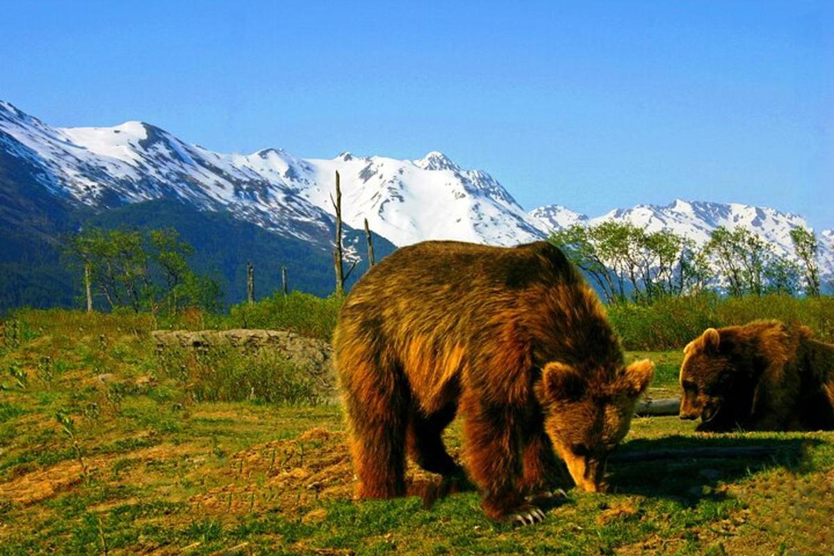 due orsi al pascolo in un campo con le montagne sullo sfondo
