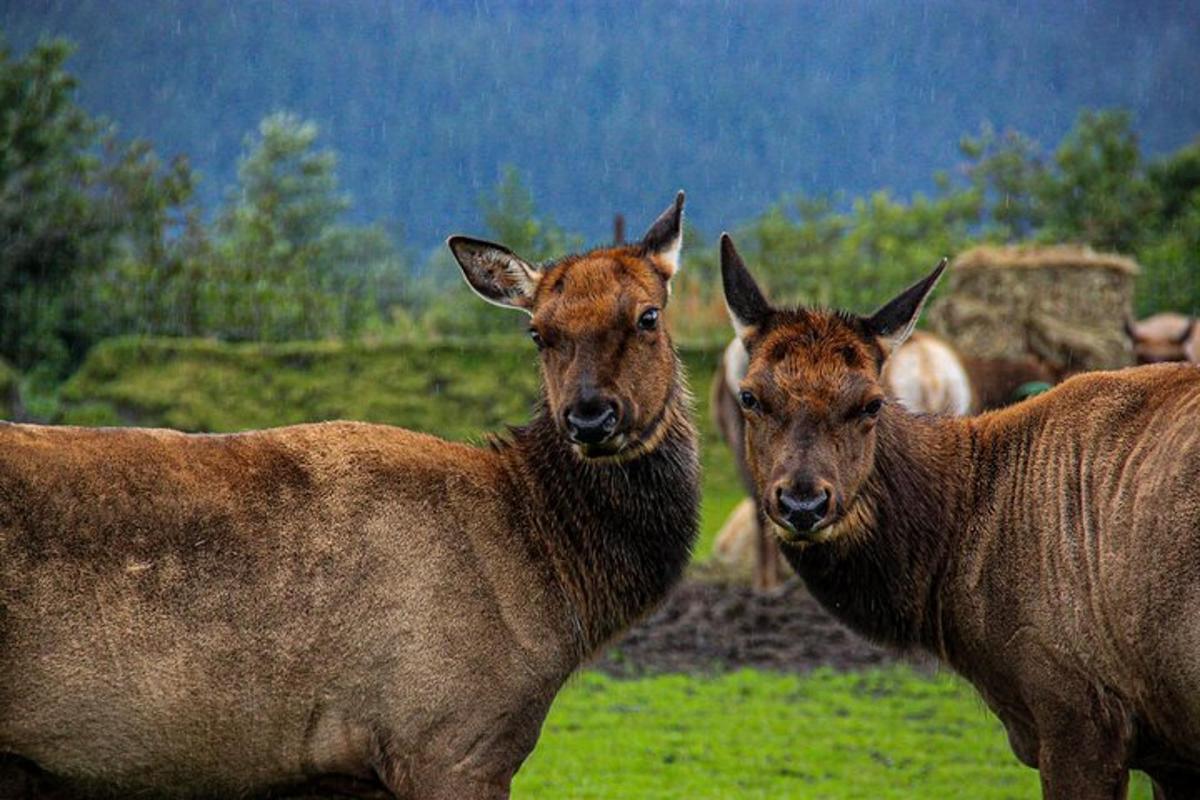 tre animali marroni in piedi in un campo erboso