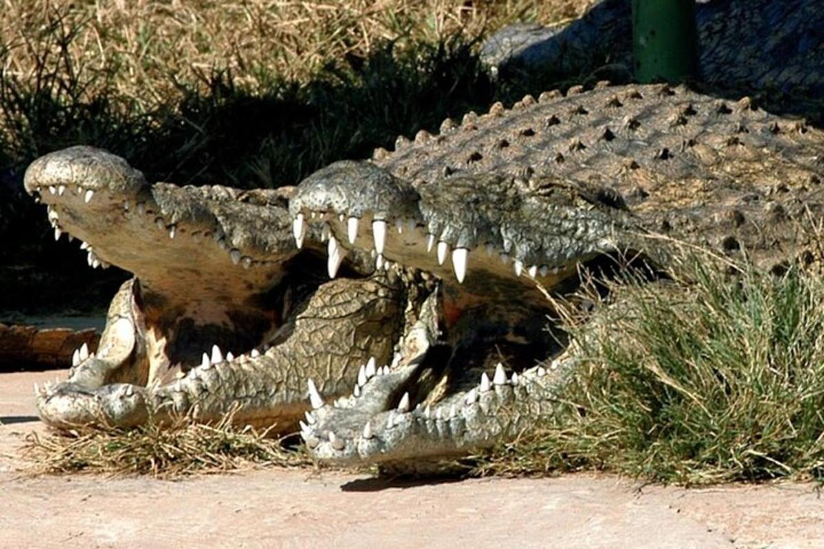 una statua di un alligatore sdraiato a terra