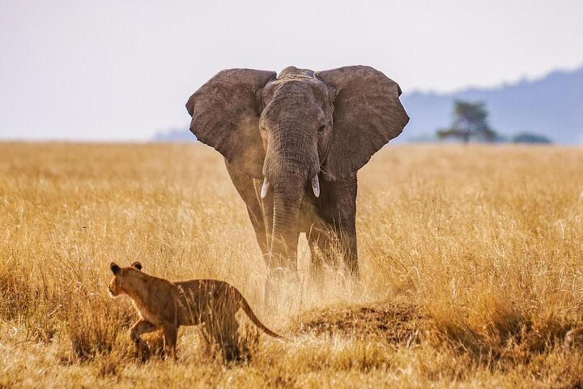 un lleó i un elefant dempeus en un camp