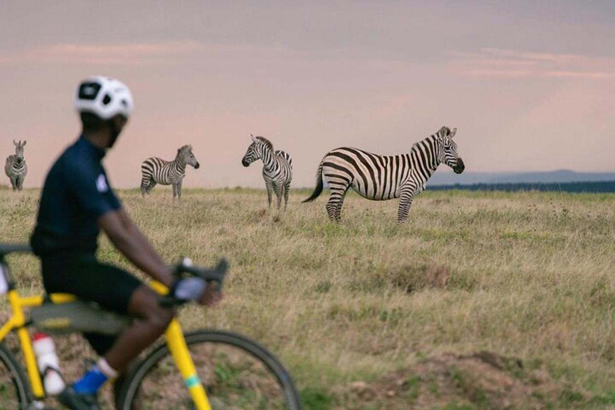 un uomo in bicicletta osserva una mandria di zebre