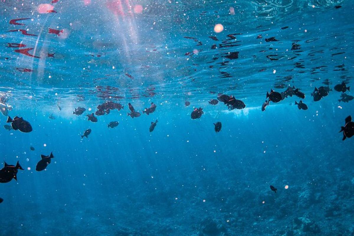 un grupo de peces nadando en el agua