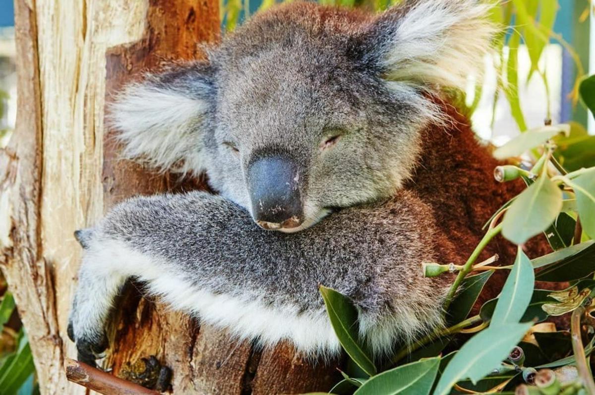 koala spí na stromě