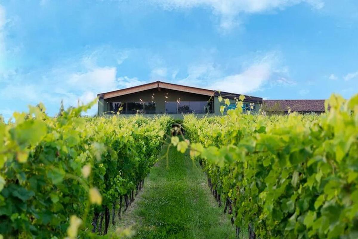 un campo di viti con un fienile sullo sfondo