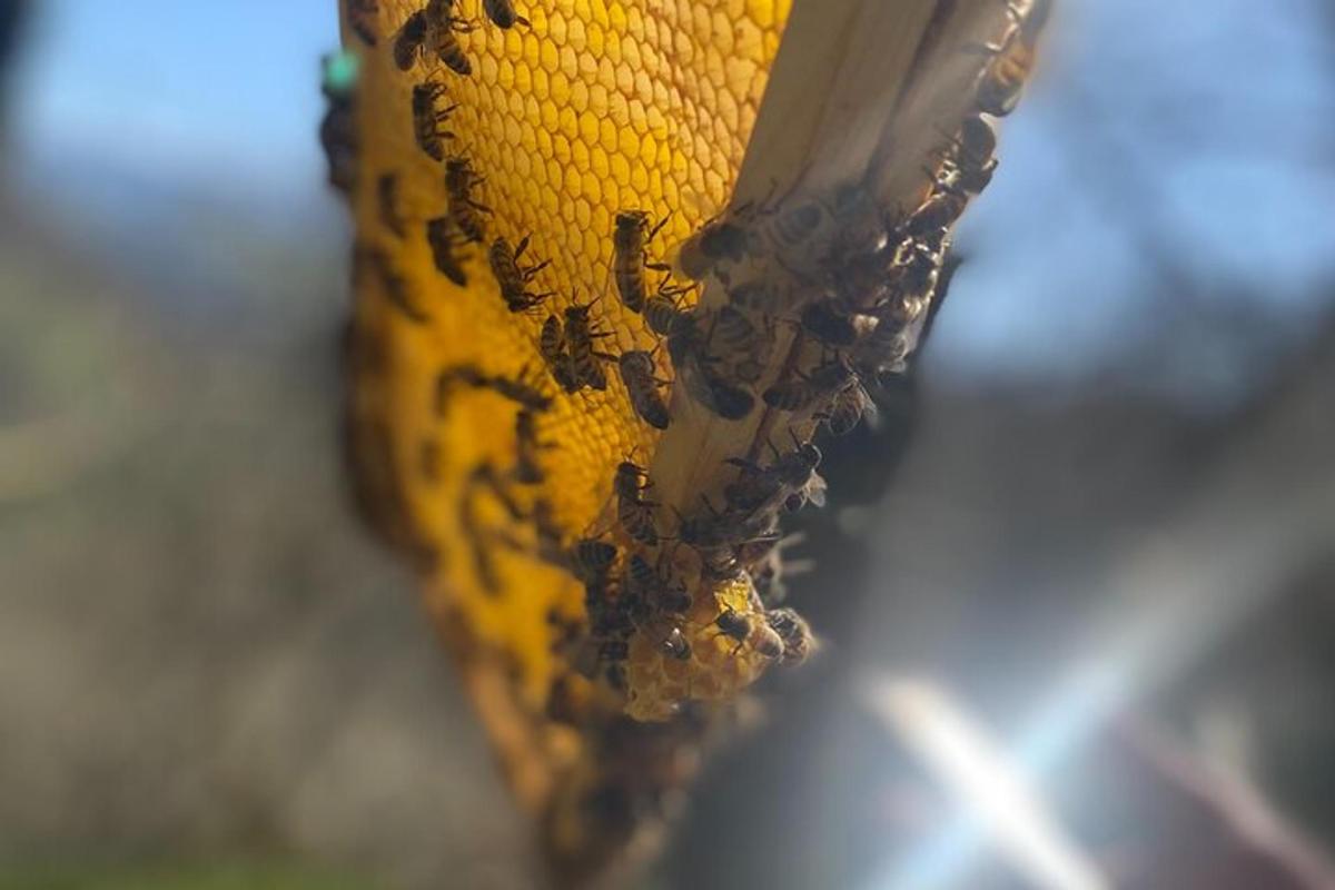 a group of bees on the end of a tennis racket