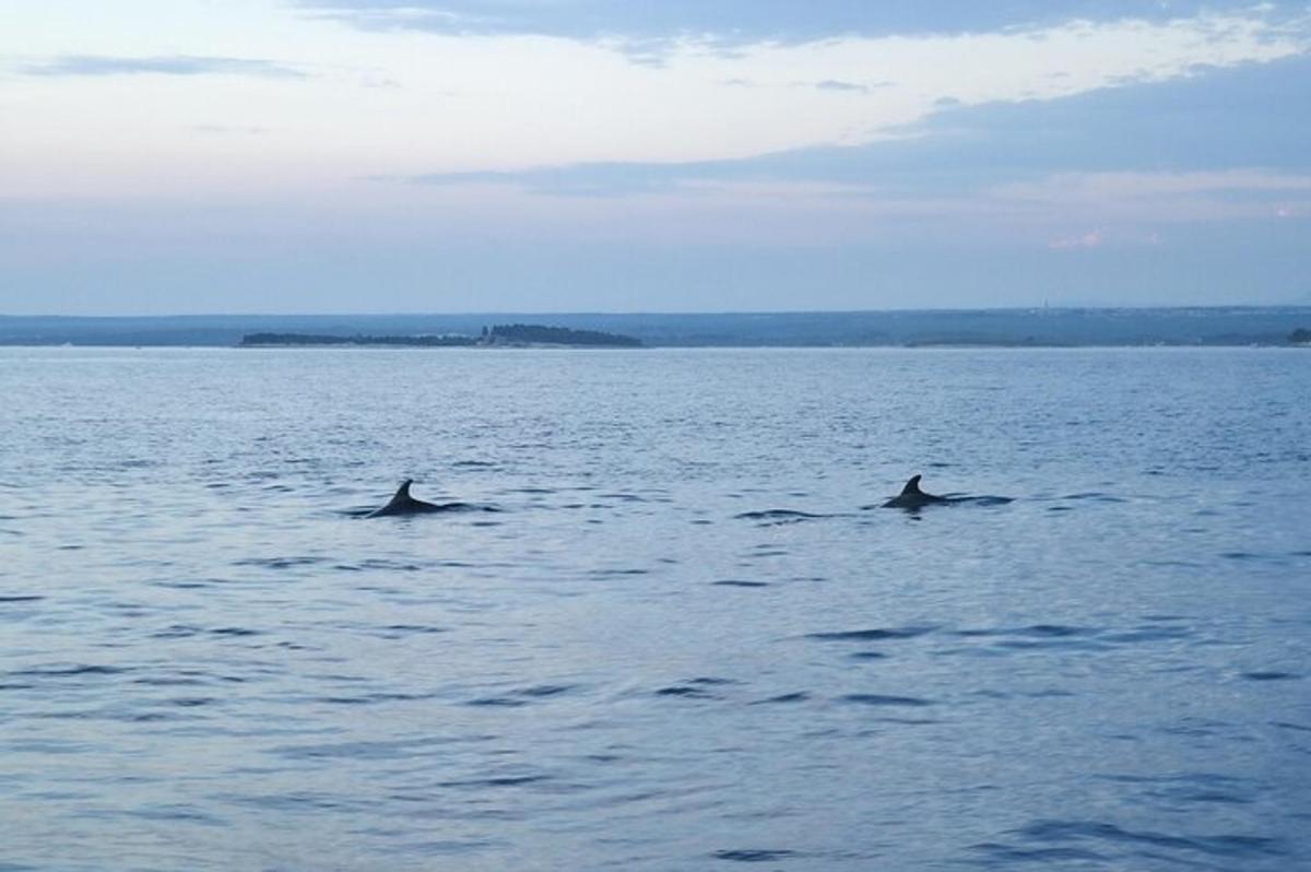 due delfini che nuotano in un grande specchio d'acqua