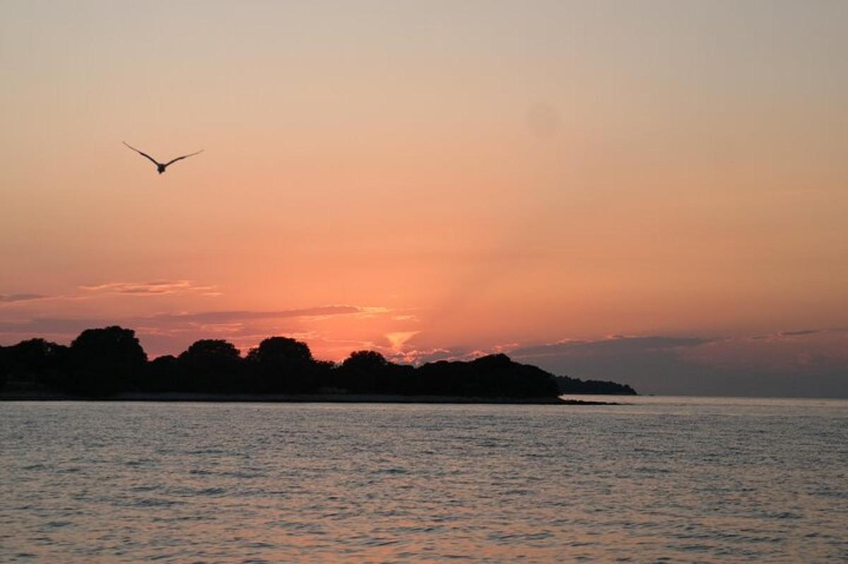 un uccello che vola sopra l'acqua al tramonto