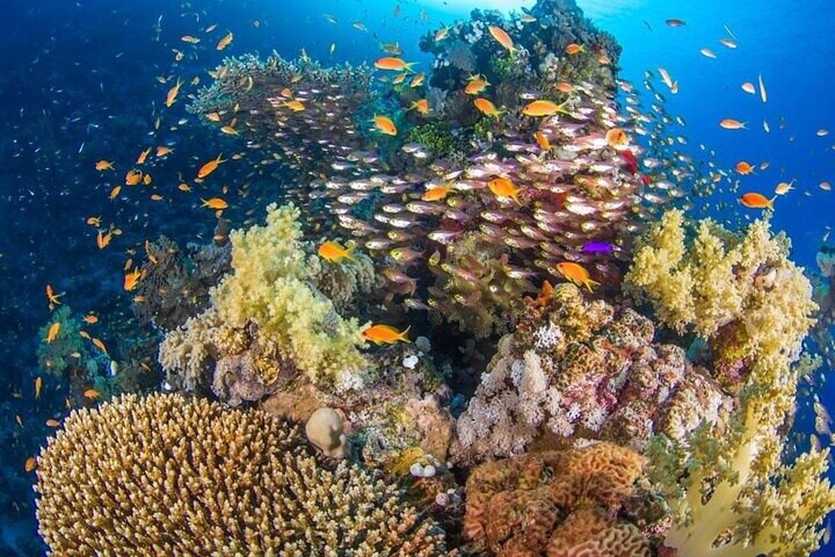 una barriera corallina con molti pesci