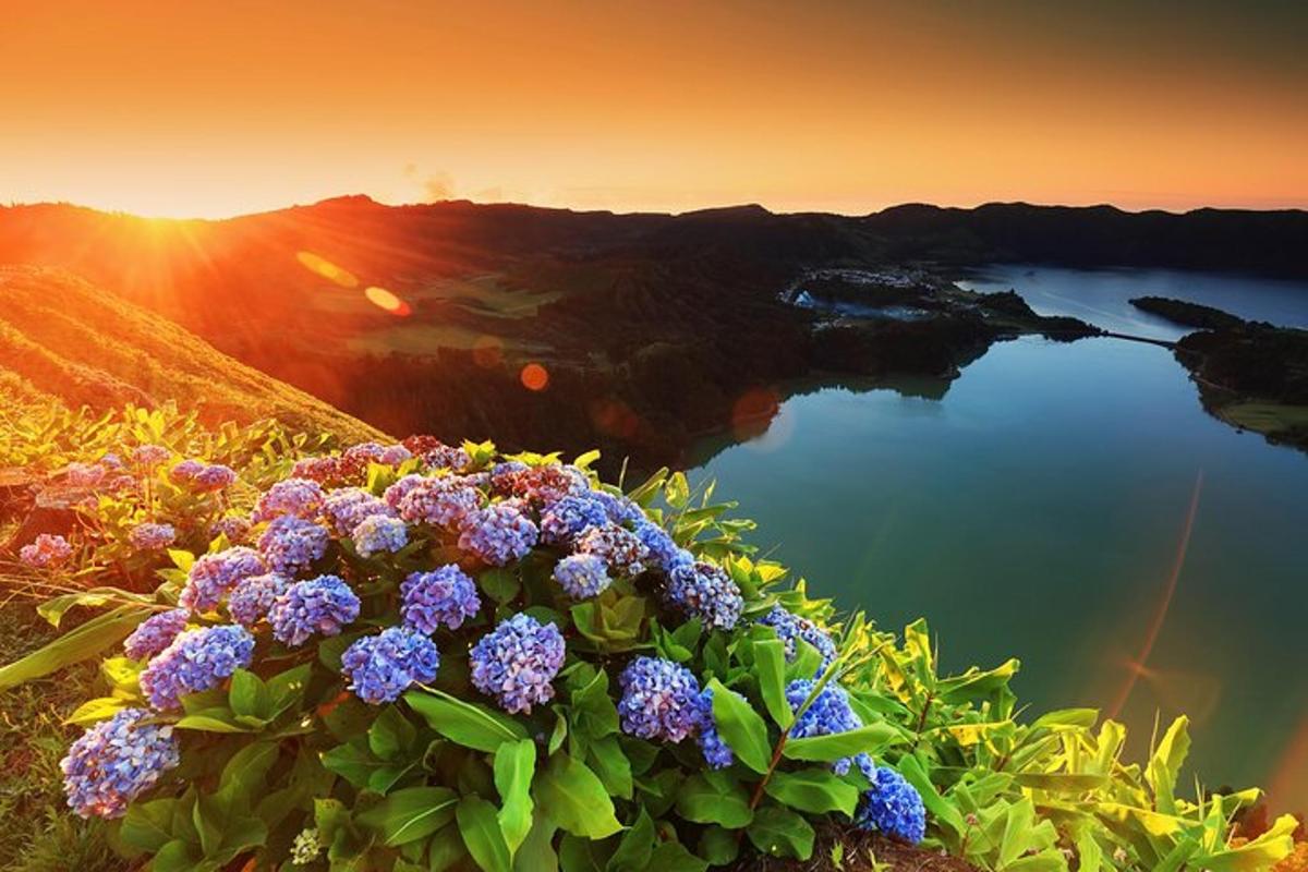 一片开满紫色花朵的水景
