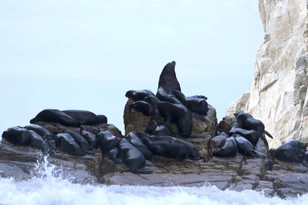 Un grupo de focas recostadas sobre una roca