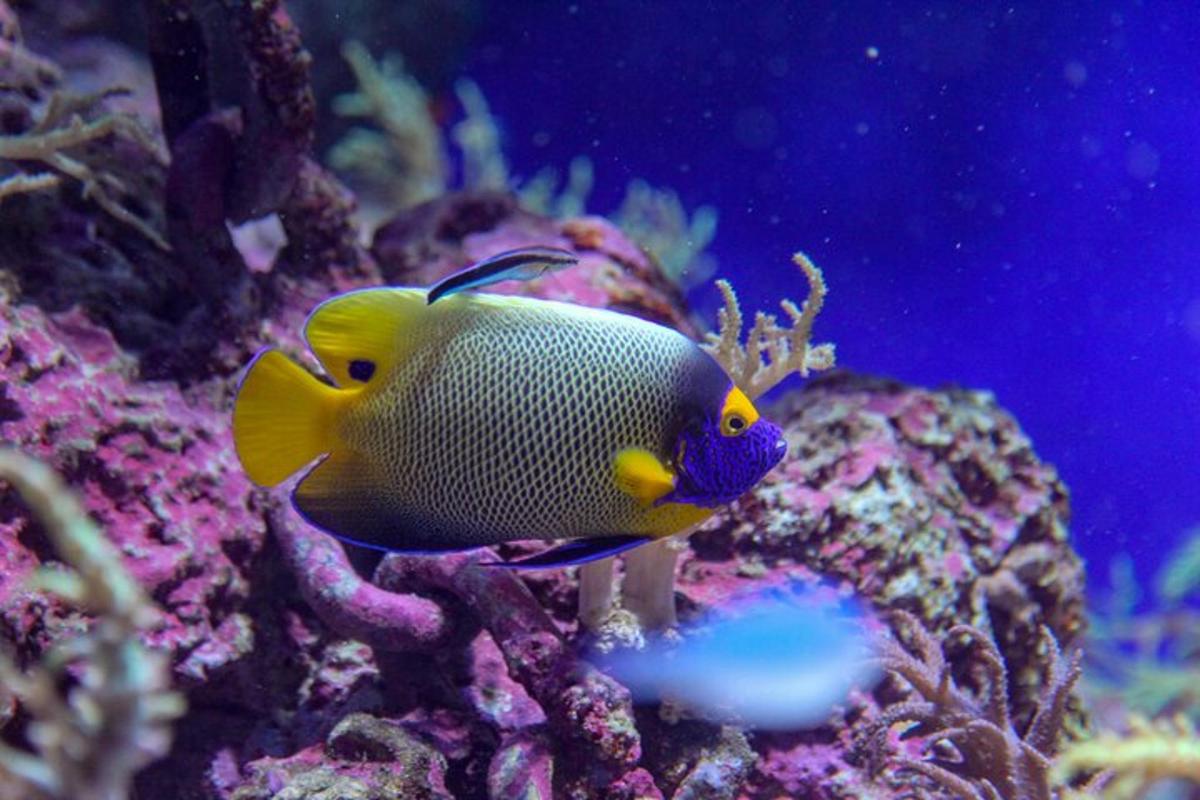 ein gelber und blauer Fisch in einem Aquarium