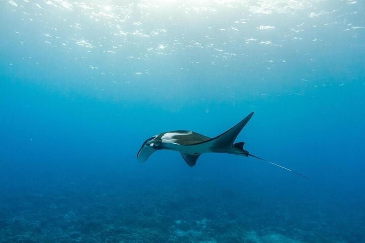 a stingray swimming in the ocean under the water