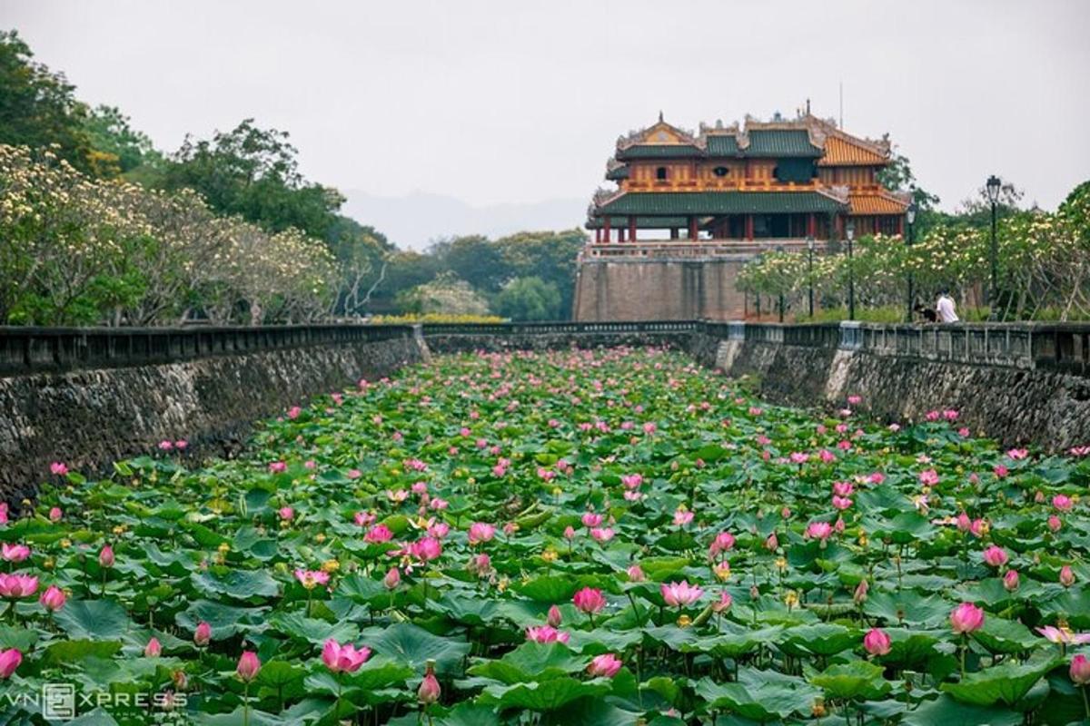 un camp de roses roses davant d'un edifici