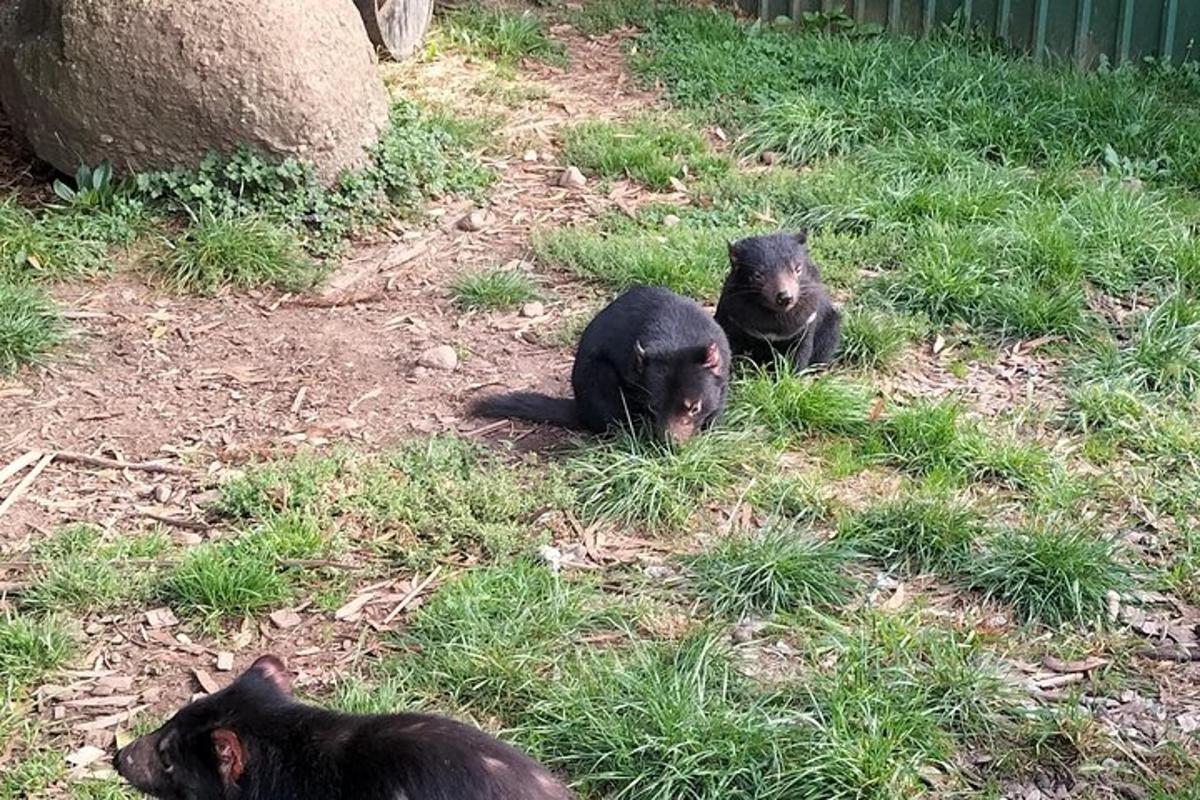due gatti neri sdraiati sull'erba