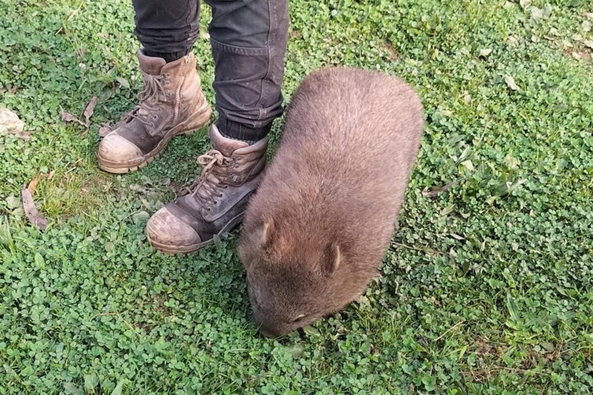 una persona che tiene in braccio un piccolo animale sull'erba
